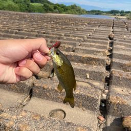 スモールマウスバス