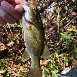 スモールマウスバス