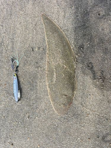 シタビラメの釣果