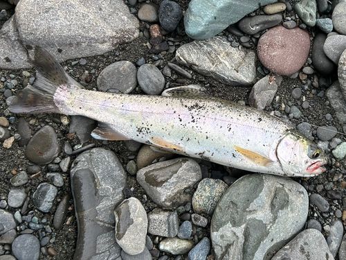 ニジマスの釣果