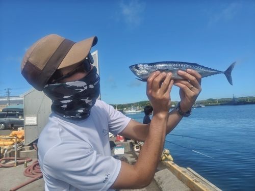マルソウダの釣果