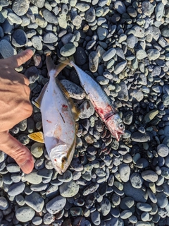 ショゴの釣果