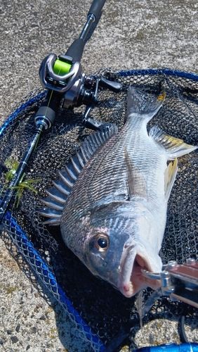 キビレの釣果