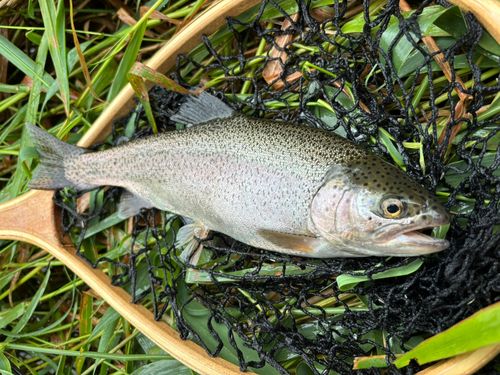 ニジマスの釣果