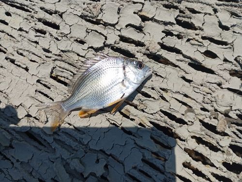 キビレの釣果