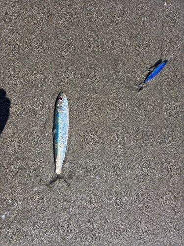 イワシの釣果