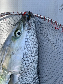 ブリの釣果