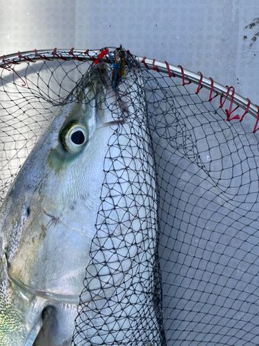 ブリの釣果