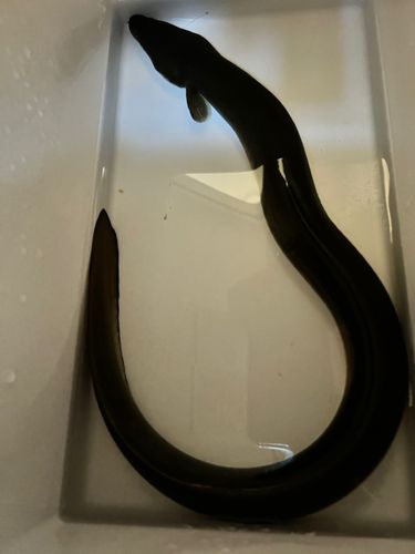 ウナギの釣果
