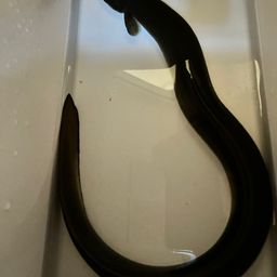 ウナギ