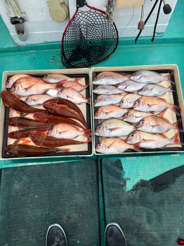 マダイの釣果