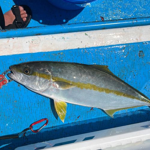 ヒラマサの釣果