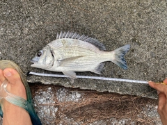 チヌの釣果