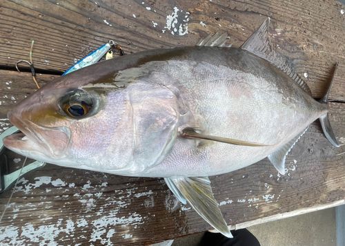 カンパチの釣果