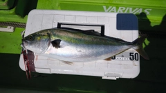 イナダの釣果
