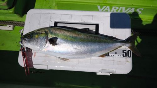 イナダの釣果