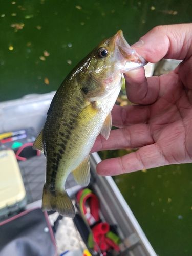ラージマウスバスの釣果