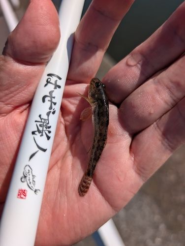 ハゼの釣果