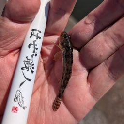 ハゼ