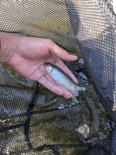 オイカワの釣果