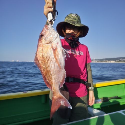 マダイの釣果