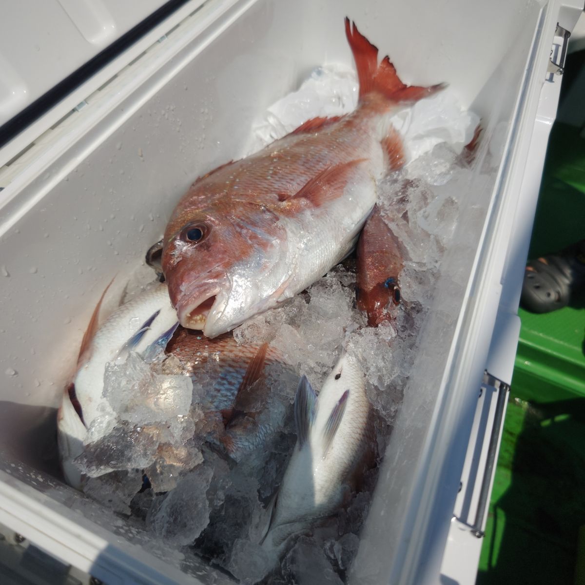 第三豊丸　日立久慈港さんの釣果 3枚目の画像