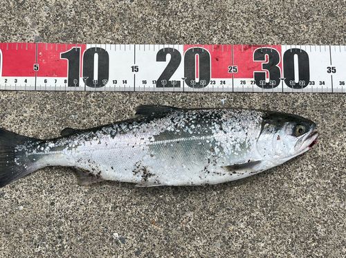 サクラマスの釣果