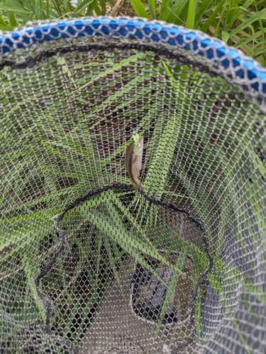 アブラハヤの釣果