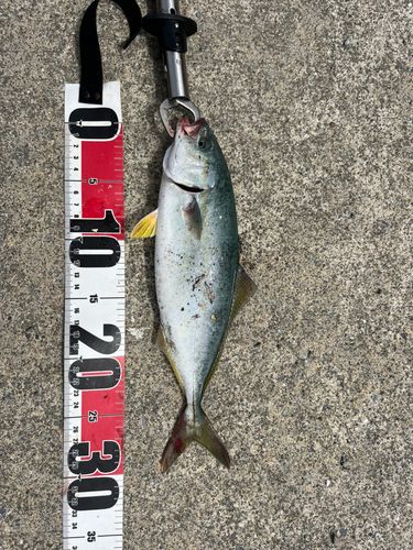 ワカシの釣果