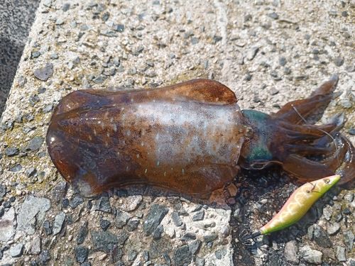 アオリイカの釣果