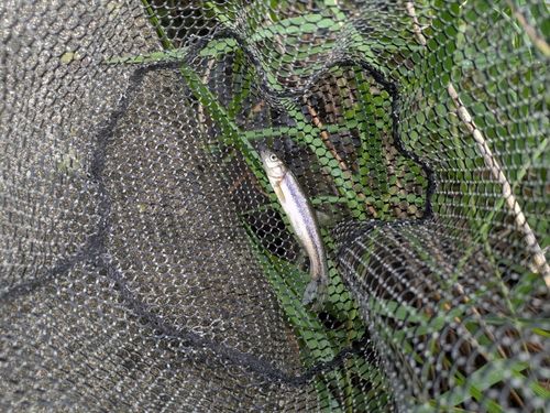 アブラハヤの釣果