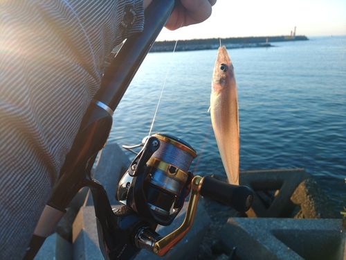 キスの釣果