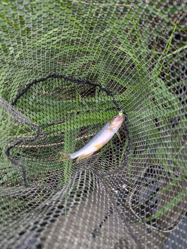カワムツの釣果