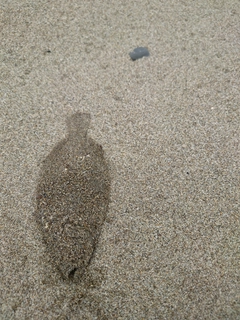ソゲの釣果