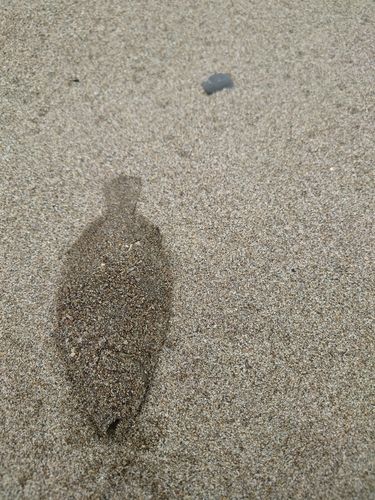 ソゲの釣果