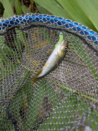 カワムツの釣果