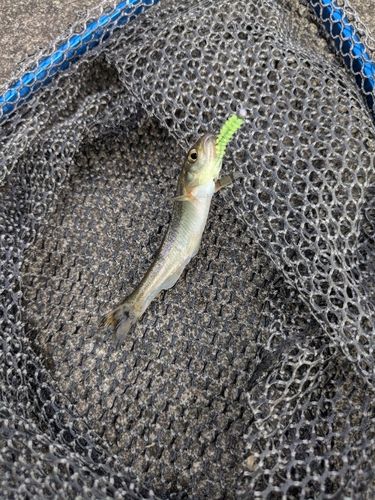 カワムツの釣果