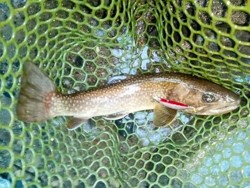 イワナの釣果