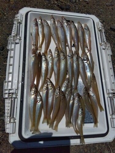 キスの釣果