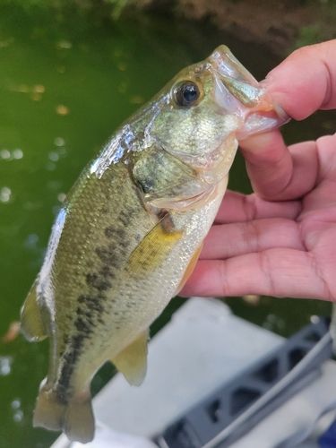 ラージマウスバスの釣果