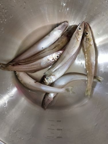 キスの釣果