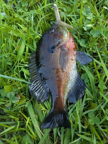 ブルーギルの釣果