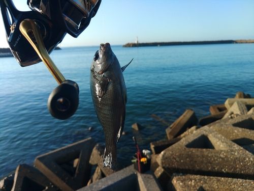 メジナの釣果