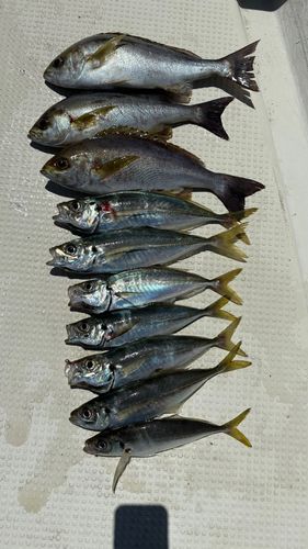 アジの釣果