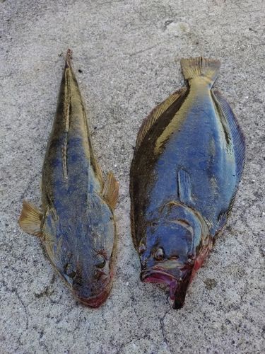 ヒラメの釣果
