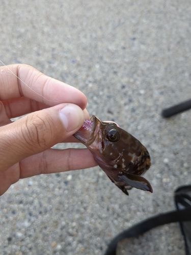 キジハタの釣果