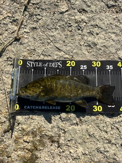 スモールマウスバスの釣果