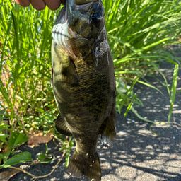 スモールマウスバス