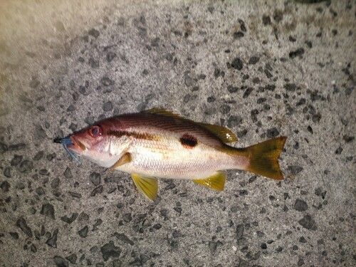 クロホシフエダイの釣果