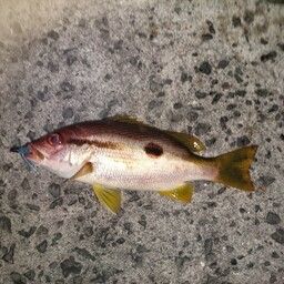 クロホシフエダイ